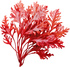 Red kelp